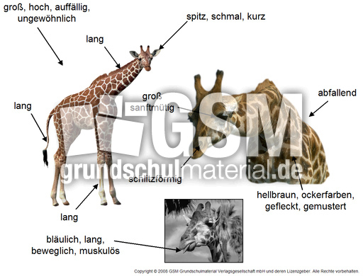 Körperbau-Aussehen-Giraffe-2.jpg
